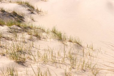 Baharda kum tepeleri. Noordwijk, Hollanda
