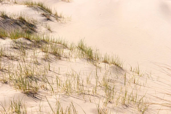 Sand dunes in spring. Noordwijk, Netherlands