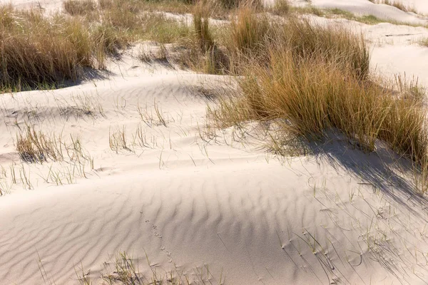 Песчаные Дюны Весной Нордвиг Нидерланды Стоковое Изображение
