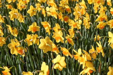 Keukenhof parkındaki sarı nergis çiçeği tarlası. Hollanda