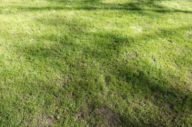 Açık yeşil çimenlerdeki ağaçların gölgeleri güneşli bir günde