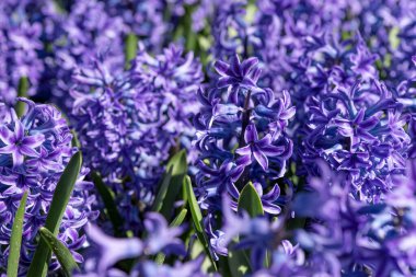 Keukenhof Parkı 'nda mavi sümbüller açar. Hollanda