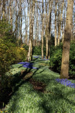 Keukenhof Park 'taki ağaçların arasında mavi sümbüller. Hollanda