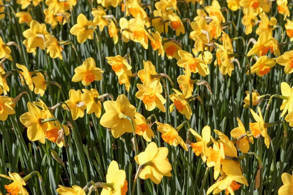 Yellow Daffodil Flower Field Keukenhof Park Netherlands — Stock Photo, Image