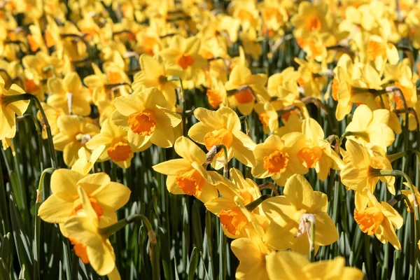 Yellow Daffodil Flower Field Keukenhof Park Netherlands — Stock Photo, Image