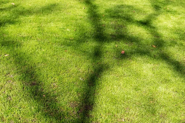 Shadows Trees Light Green Grass Sunny Day — Stock Photo, Image