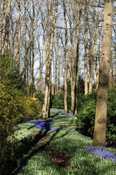 Blue Hyacinths Trees Keukenhof Park Netherlands — Stock Photo, Image
