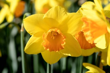 Keukenhof parkındaki sarı nergis çiçeğine yakın çekim. Hollanda