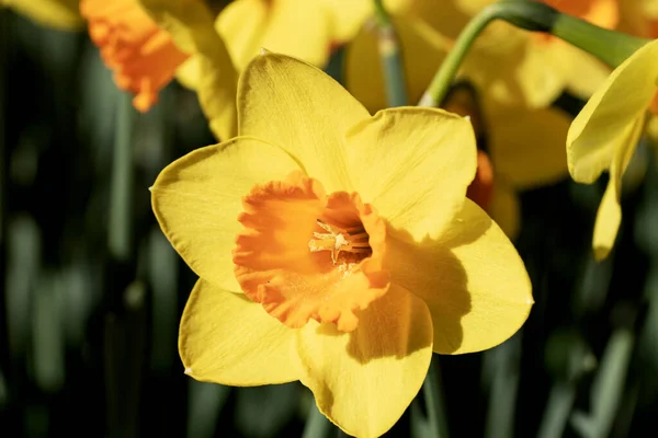 Closeup Yellow Daffodil Flower Keukenhof Park Netherlands — Stock Photo, Image