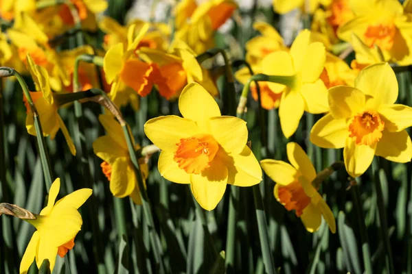 Closeup Yellow Daffodil Flower Keukenhof Park Netherlands — Stock Photo, Image