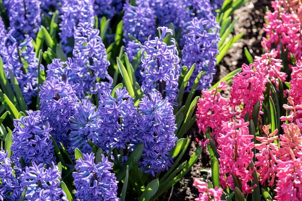 Purple Pink Hyacinths Bloom Keukenhof Park Netherlands — Stock Photo, Image