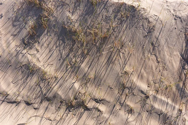 Трава Дюнах Длинными Тенями — стоковое фото