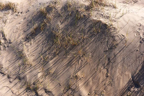 Трава Дюнах Длинными Тенями — стоковое фото