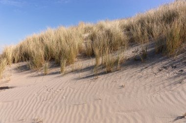 Kuzey Denizi kıyısındaki kum tepeleri