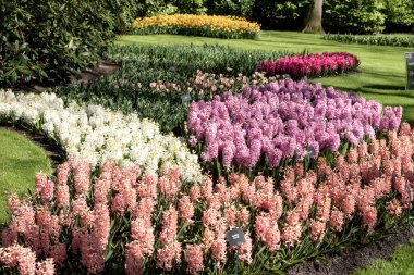 Keukenhof Parkı 'nda farklı renkte sümbüller açar. Hollanda