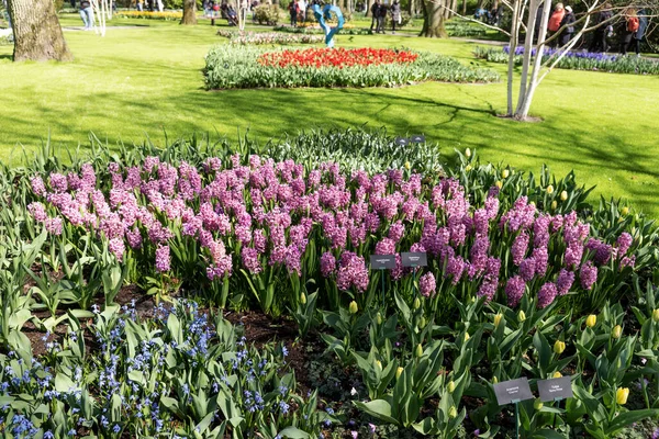 Différentes Jacinthes Couleur Fleurissent Dans Parc Keukenhof Pays Bas — Photo