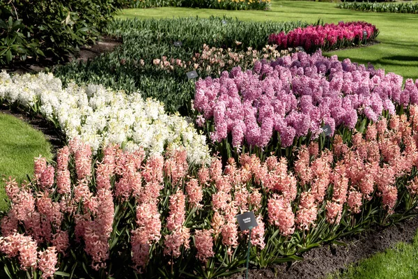 Different Colored Hyacinths Bloom Keukenhof Park Netherlands — Stock Photo, Image