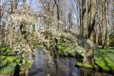 Keukenhof Park 'ta bahar uyanışı. Hollanda