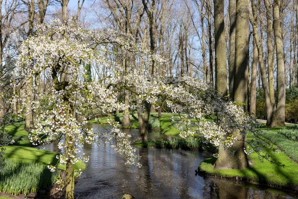 Jarní Probuzení Keukenhof Parku Nizozemsko — Stock fotografie