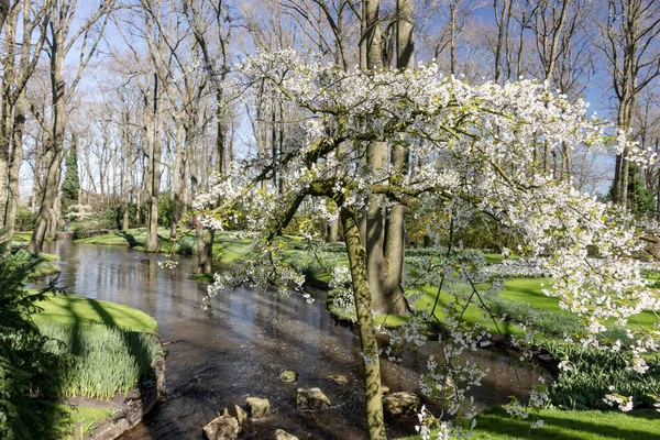 Ontwaken Lente Keukenhof Park Nederland — Stockfoto