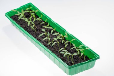 Plastik kabın içinde küçük, taze domates bitkileri. İlkbahar