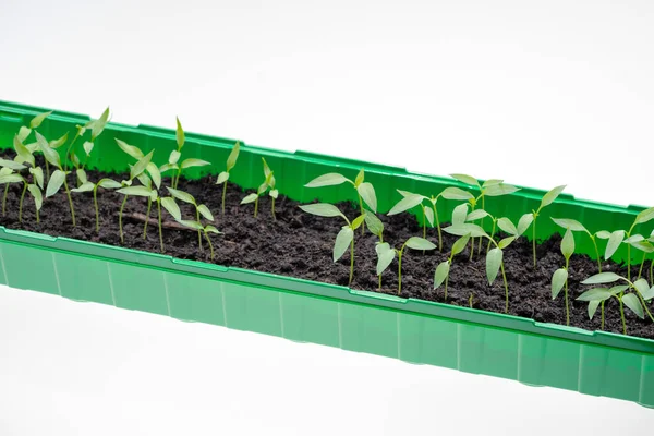 Petites Plants Tomates Dans Récipient Plastique Printemps — Photo