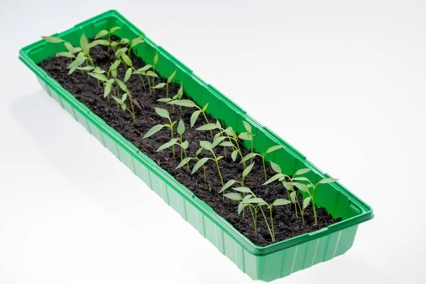 Pequeñas Plantas Tomate Jóvenes Recipiente Plástico Primavera — Foto de Stock