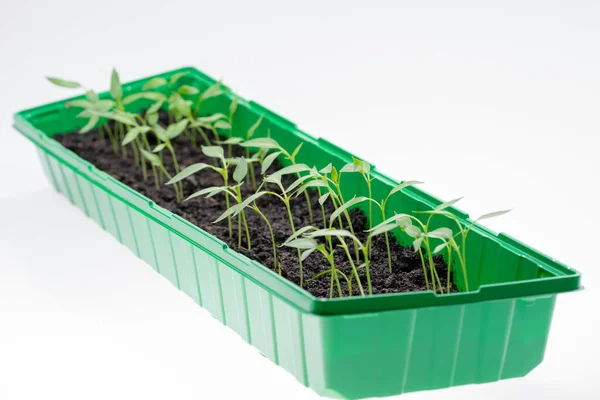Petites Plants Tomates Dans Récipient Plastique Printemps — Photo
