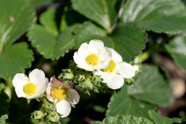 Çiçekli çilek çalısı. Baharda çilek bitkisinin beyaz çiçekleri