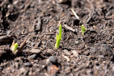 Genç bitkiler baharda topraktan filizlenir. Doğada yeni bir hayat