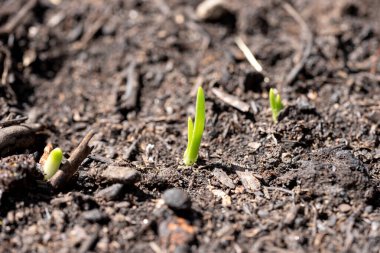Genç bitkiler baharda topraktan filizlenir. Doğada yeni bir hayat