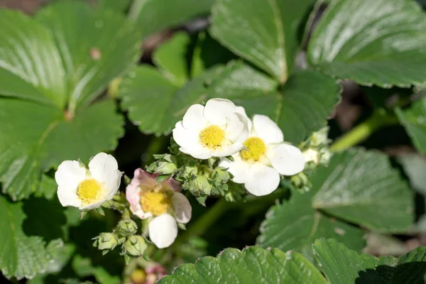 Blooming strawberry bush. White flowers of the strawberry plant in spring