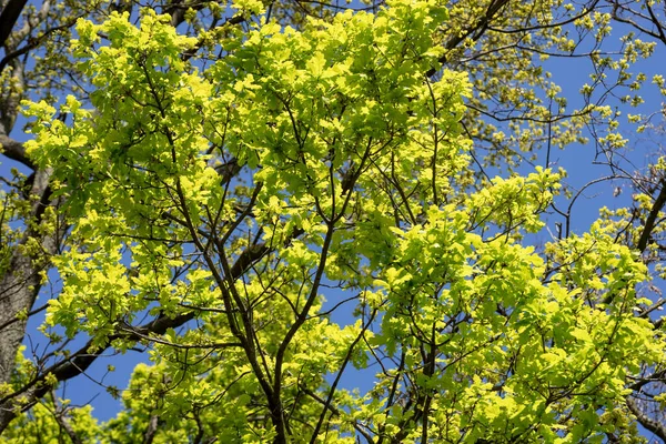 Oak branches with new leaves in spring