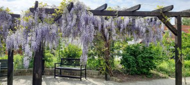 Bahçe tezgahının üstündeki pergola sallanan salkım çiçekleri.