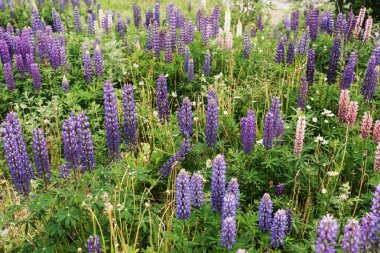 Çayırda vahşi lupin çiçekleri. Mor lupin çiçekleri.