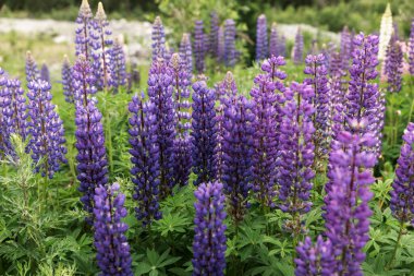 Çayırda vahşi lupin çiçekleri. Mor lupin çiçekleri.