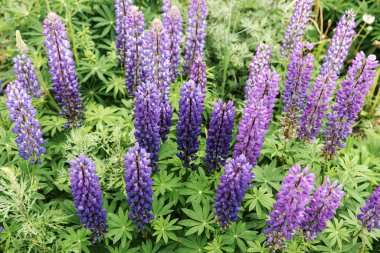 Çayırda vahşi lupin çiçekleri. Mor lupin çiçekleri.