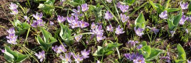 Mor krokoz, bahçedeki ilk ilkbahar çiçeklerinden biri. Panorama