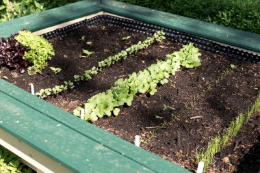 Yükseltilmiş yatakta taze sebzeler. İlkbahar