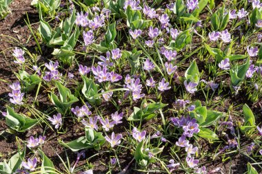 Bahçede bir sürü mor timsah var. İlk bahar çiçekleri