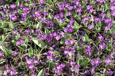 Bahçede bir sürü mor timsah var. İlk bahar çiçekleri