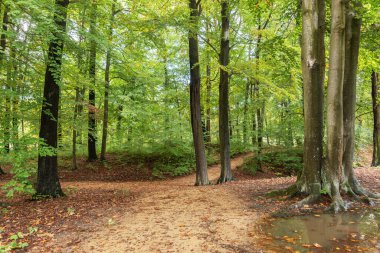 Sonbaharda kumlu yürüyüş yolu olan kayın ormanı