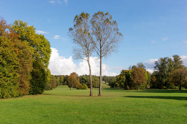 Two large, isolated trees in the park