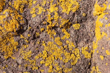 Dağlarda sarı liken ile kayalar