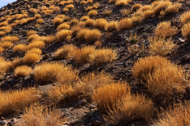 Teide Ulusal Parkı 'nda siyah volkanik kayaların üzerindeki sarı kuru çimenler. Tenerife, İspanya. Kanarya Adaları