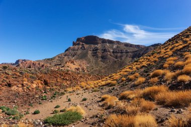 Teide Ulusal Parkı 'nda siyah volkanik kayaların üzerindeki sarı kuru çimenler. Tenerife, İspanya. Kanarya Adaları