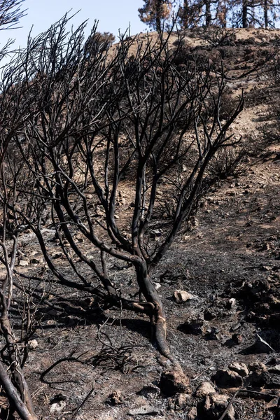 Tenerife 'deki korkunç orman yangınından sonra yanmış dallar. Kanarya Adası, İspanya