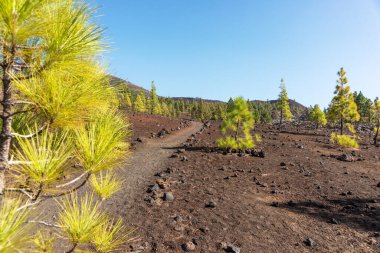 Samara dağından Teide Ulusal Parkı 'na kadar karanlık kumlarda yürüyüş yolu. Tenerife Adası, İspanya