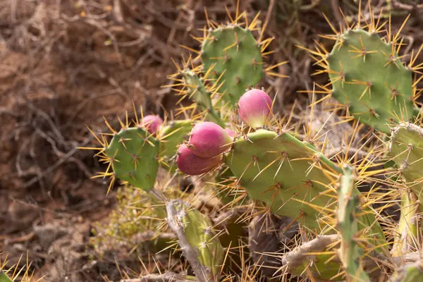 stock image Fruits of cactus and green thick leaves with needles. A species of cactus with edible fruits