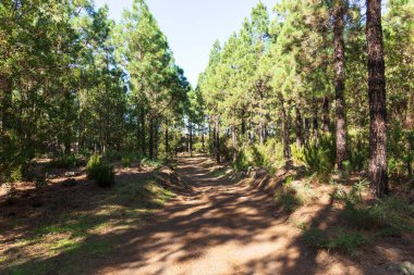 Chinyero Doğa Koruma Alanında yürüyüş parkurunda. Tenerife, Kanarya Adaları, İspanya